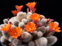 Thumbnail of 0420_Rebutia hoffmannii_20120507_01(1).jpg